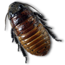 Caca Roach icon